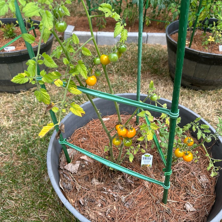 plant image 1677218 plant image 1677218
