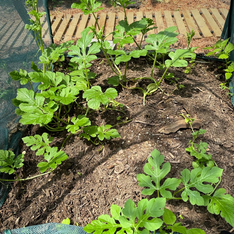 plant image 1677219 plant image 1677219