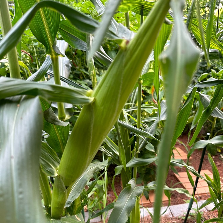 plant image 1681608 plant image 1681608