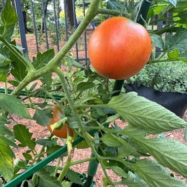 Tomato 'Big Boy'