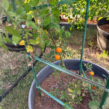Tomato 'Sungold'