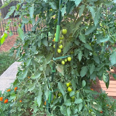 Tomato 'Black Cherry'