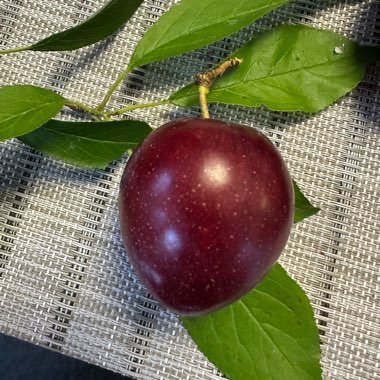Plum Tree