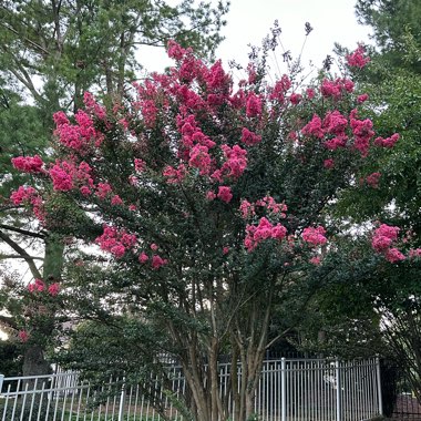 Crepe Myrtle