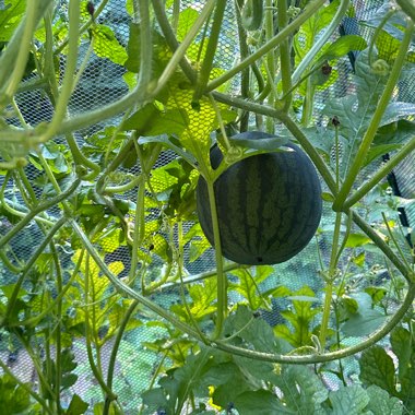 Yellow Crimson Watermelon