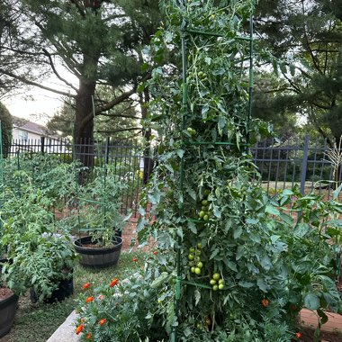 Tomato 'Black Cherry'