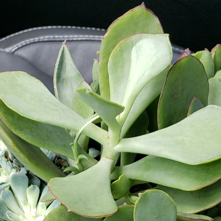 Plant image Cotyledon Hybrid 'Mint Truffles'