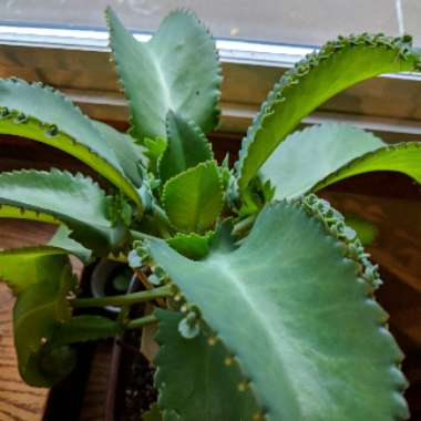 Kalanchoe Tubiflora (Bryophyllum delagoense)