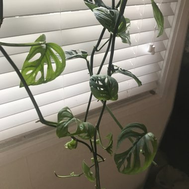 Monstera adansonii