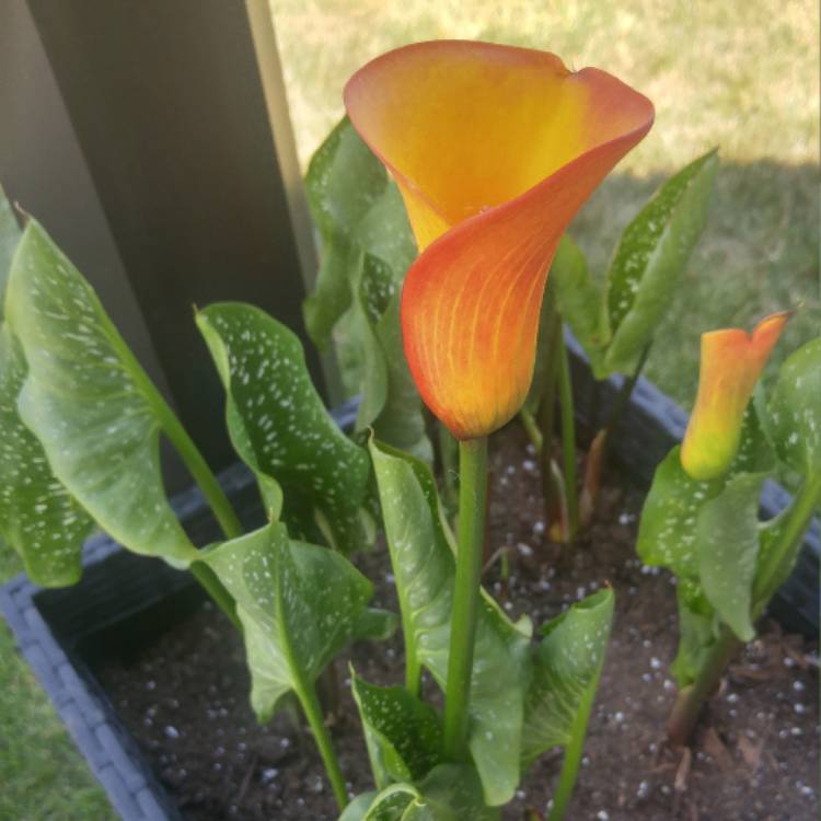 plant image 488938
