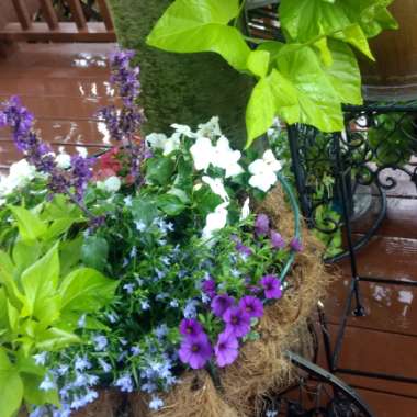 Lupe's garden