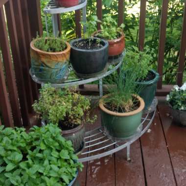 Lupe's garden