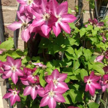 Lupe's garden