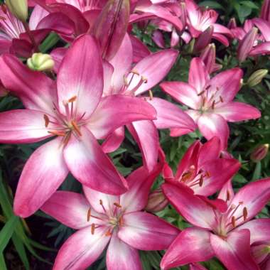 Lupe's garden