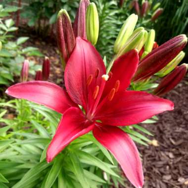 Lupe's garden