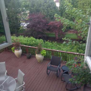 Lupe's garden