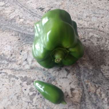 Lupe's garden