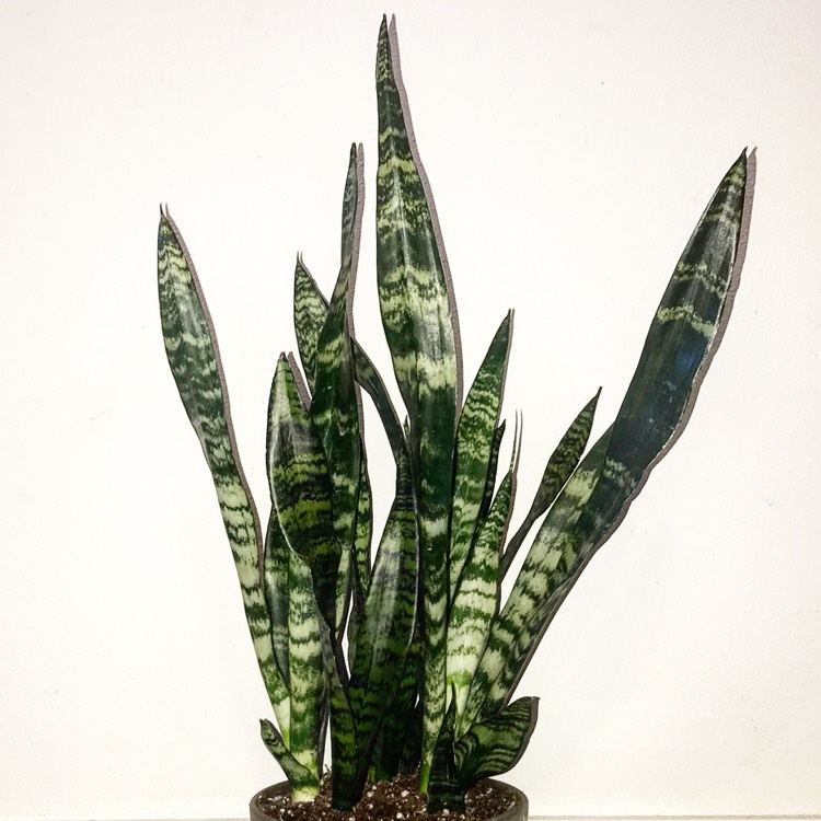 Plant image Sansevieria Black Coral