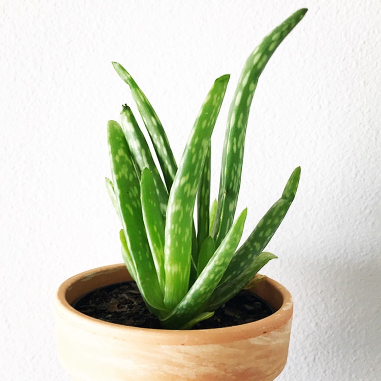 Plant image Aloe Buhrii