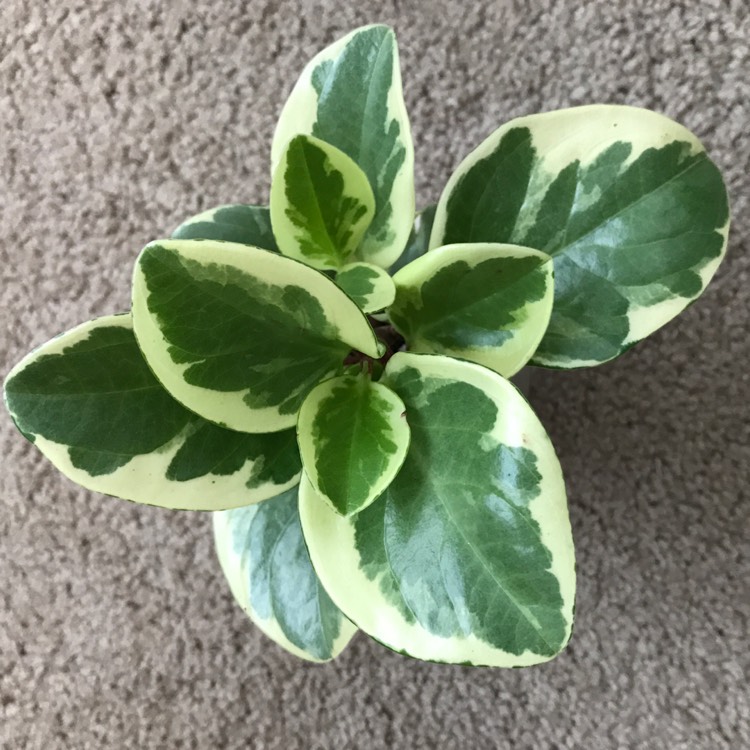 Plant image Peperomia obtusifolia (Magnoliifolia Group) 'Golden Gate' syn. Peperomia obtusifolia 'Golden Gate'