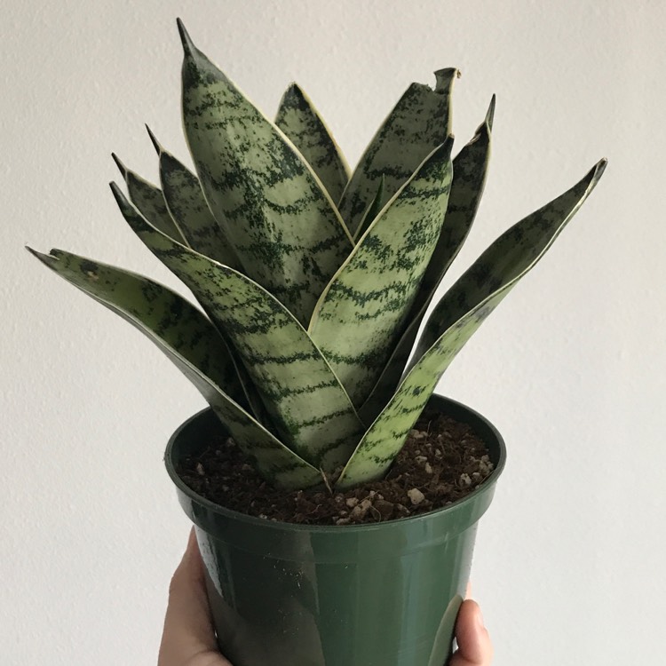 plant image 946029