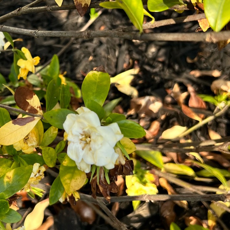 Plant image Gardenia Jasminoides 'August Beauty'