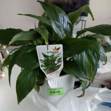Spathiphyllum wallisii