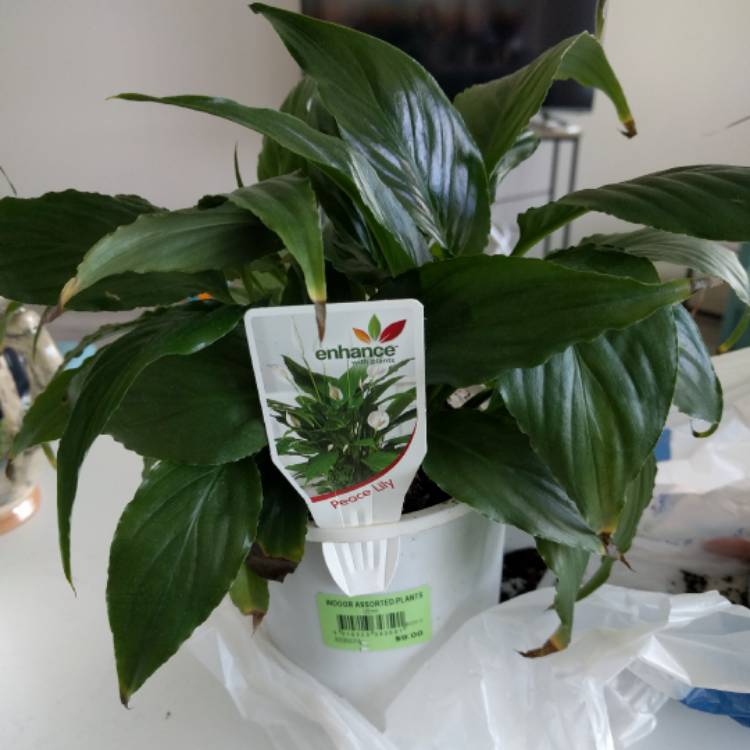 plant image 425098