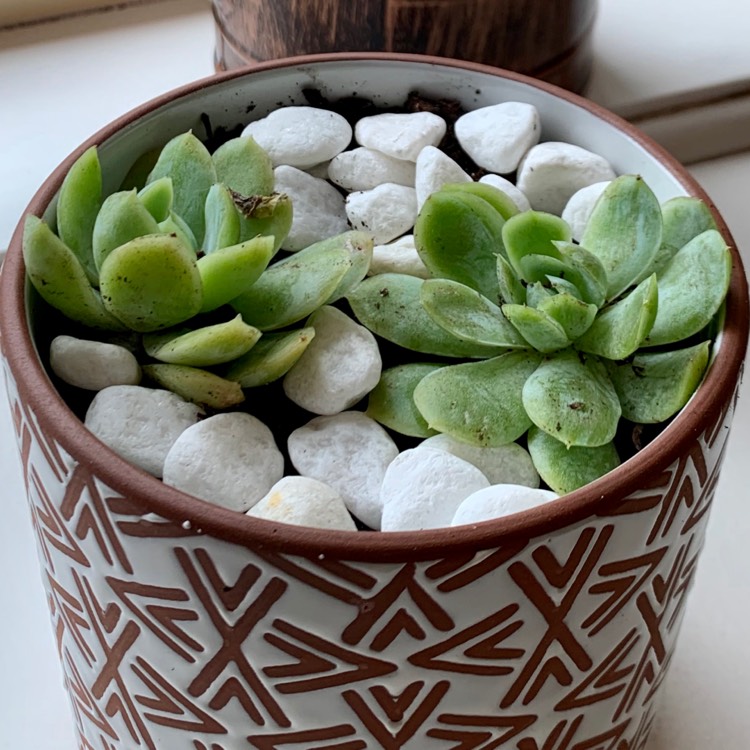plant image 1236192