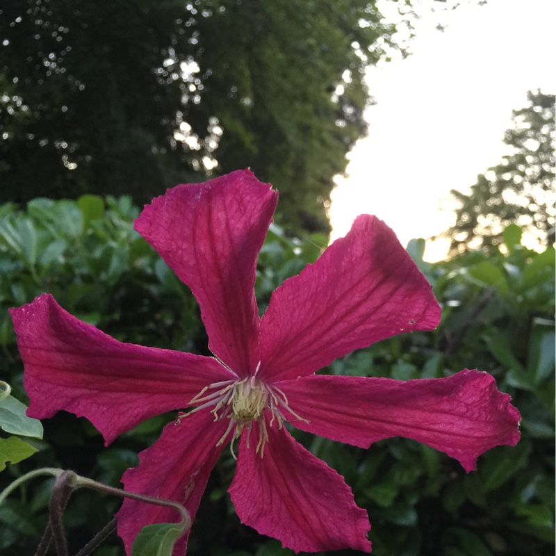Plant image Clematis viticella 'Polish Spirit'