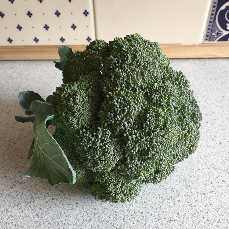 plant image 1149338