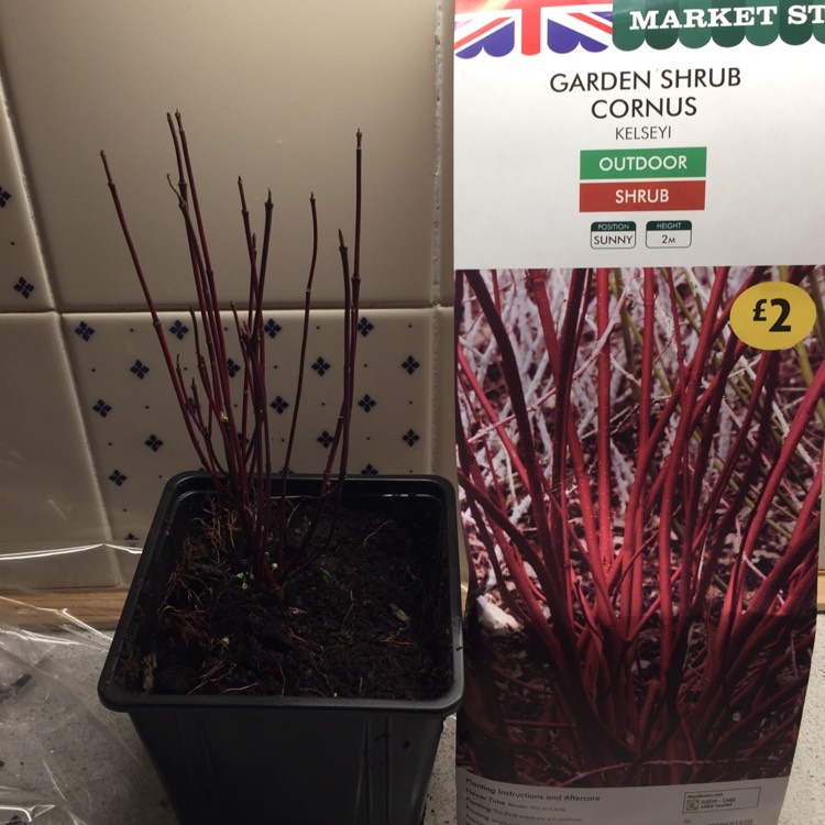 plant image 600488