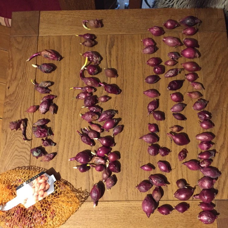 plant image 612687