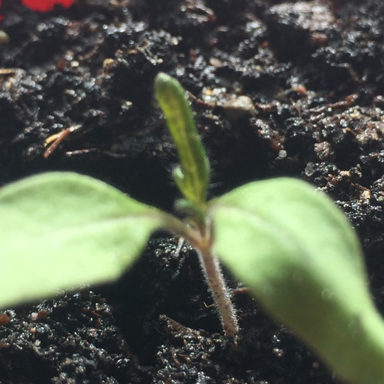 plant image 615271