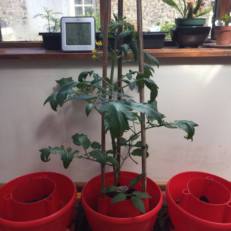plant image 689231