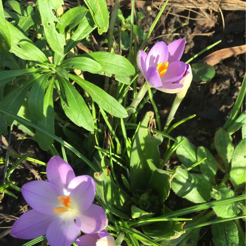 Charmaine's garden
