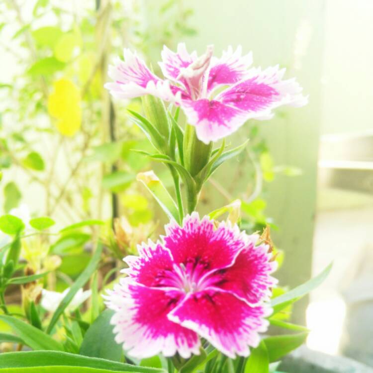 plant image 601688
