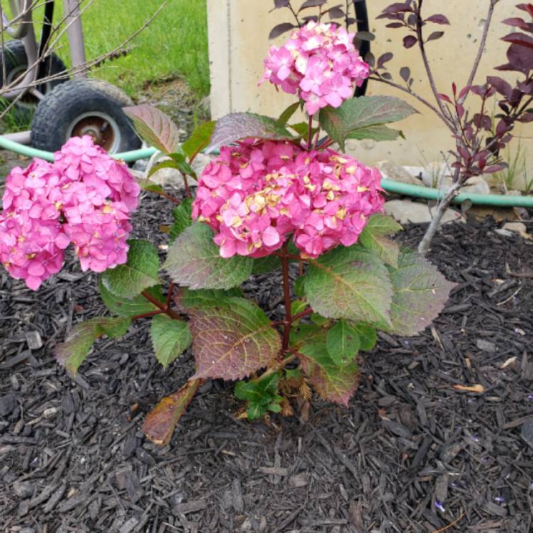 plant image 1078232