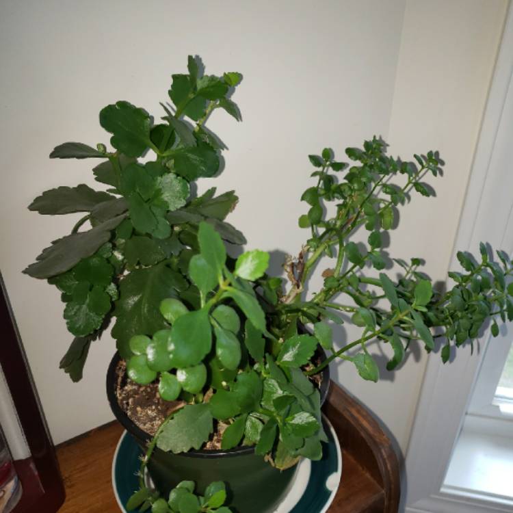 plant image 1285071