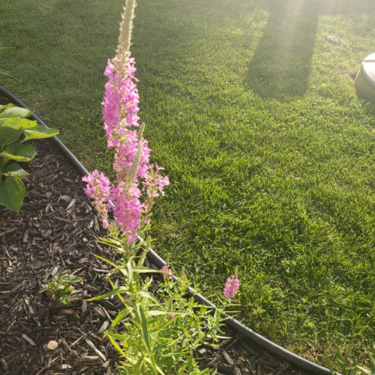 plant image 1366296