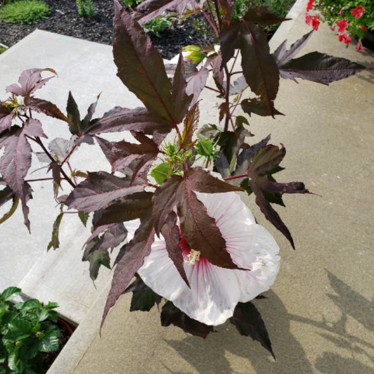 plant image 1372433