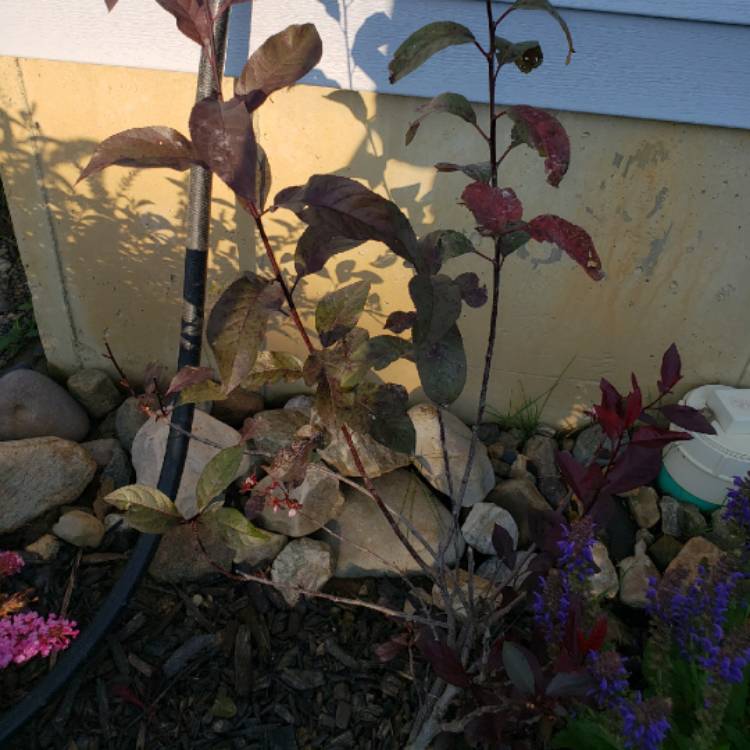 Plant image Prunus x cistena