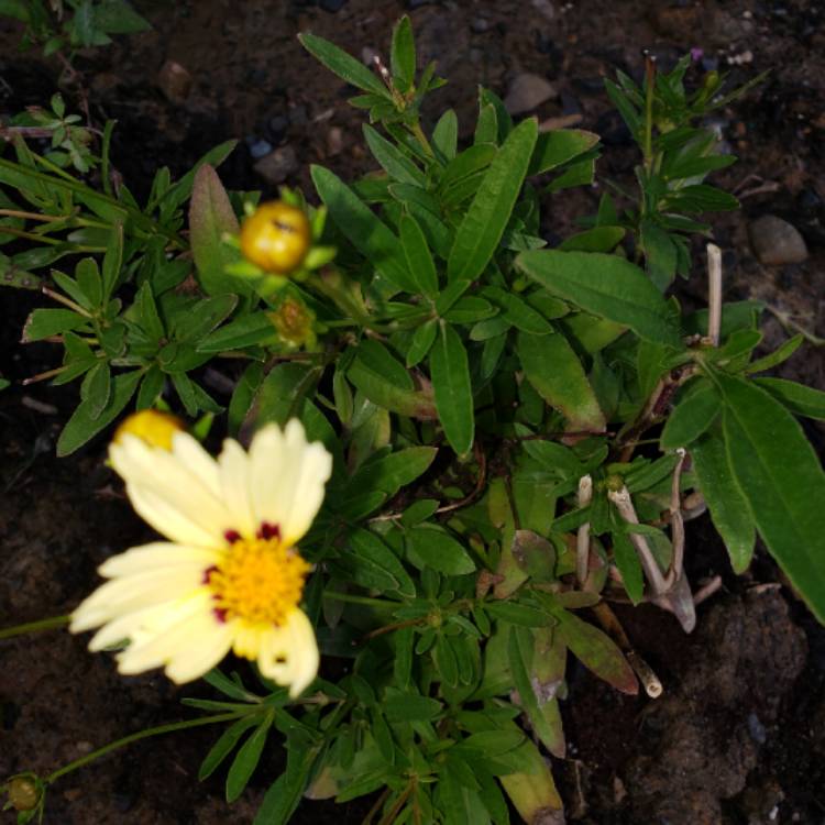 plant image 857457