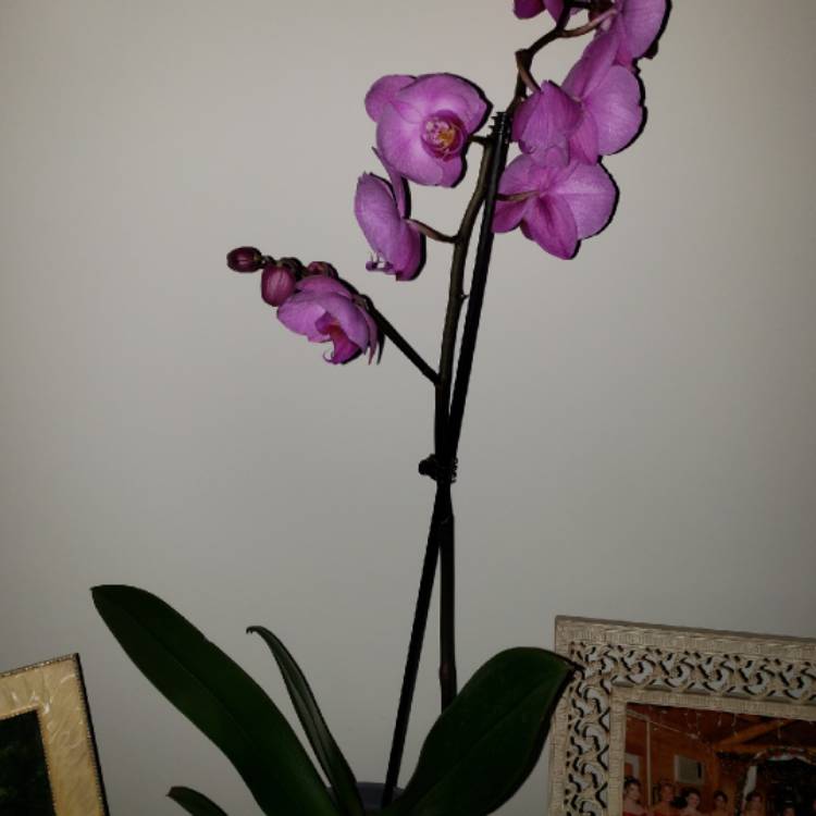 plant image 938311