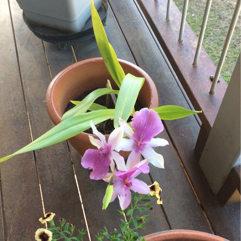 plant image 18670