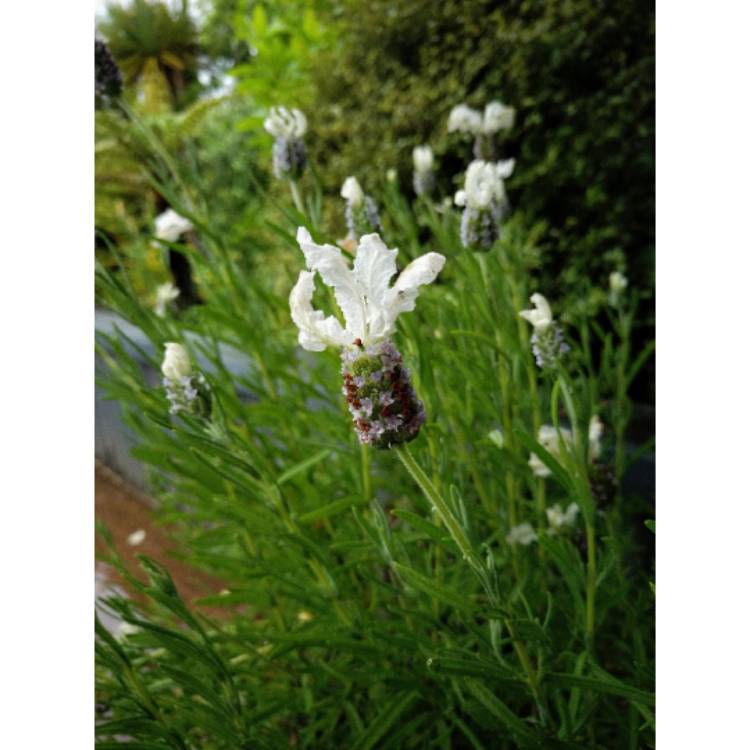 plant image 1546424