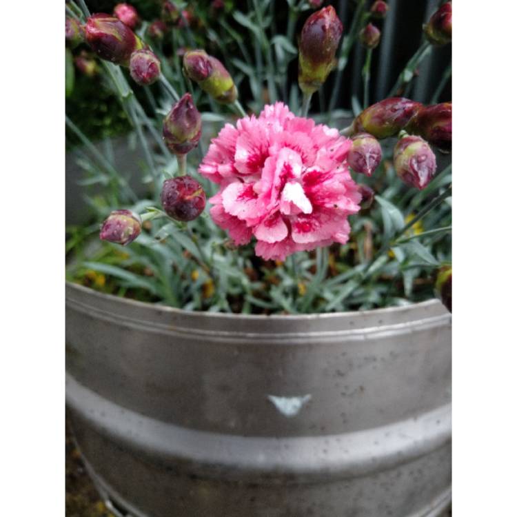 plant image 1546643