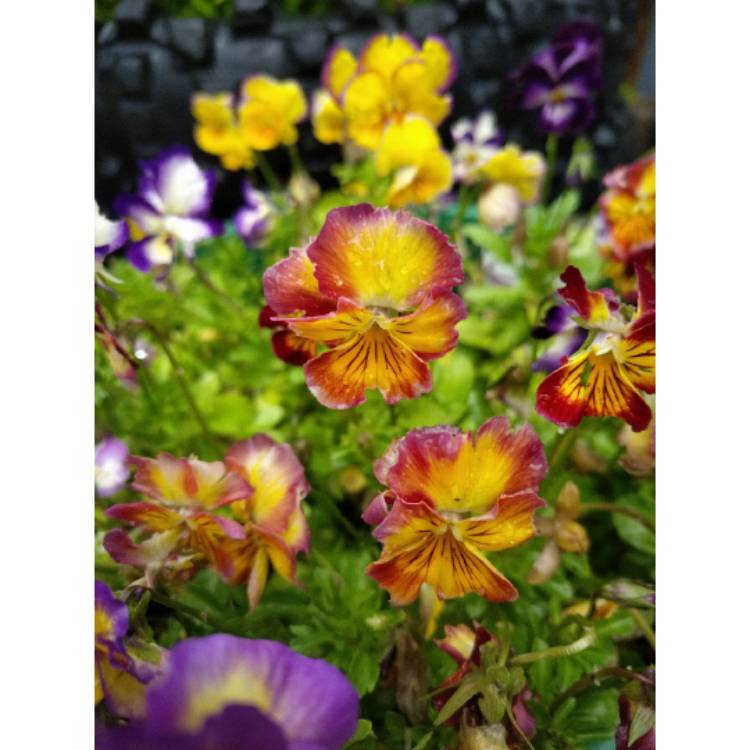 plant image 1546645