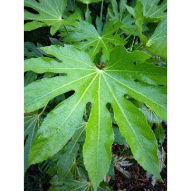 Fatsia japonica  syn. Aralia japonica