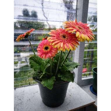 Gerbera